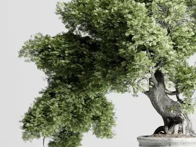 Bonasi Tree in a concrete vase set indoor plant 411 Low-poly 3D model