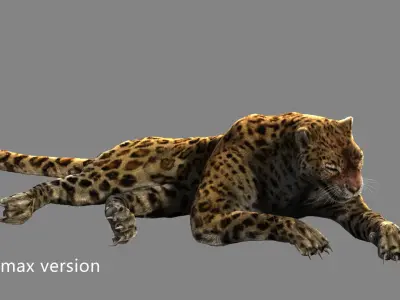leopard panther puma jaguar Low-poly 3D model