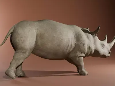 Rhinoceros 3D model purchase