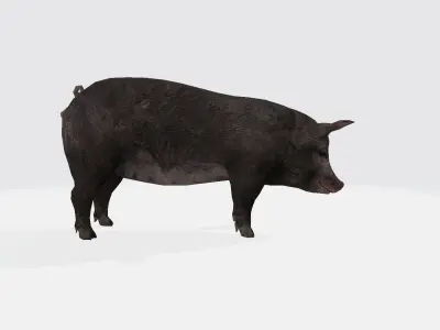 Pig 3d 3D model