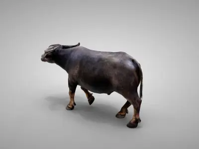 Water Buffalo Animated Low-poly 3D model