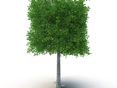 Square tree 3D model