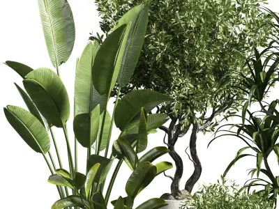 Indoor plant 10 3D model purchase