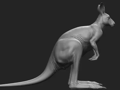 Kangaroo male 3D model