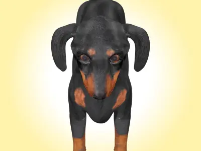 Dachshund Dog  3D model