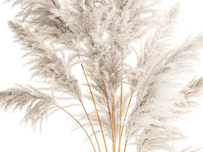 Lush bouquet of dry pampas branches in a vase 317 3D model