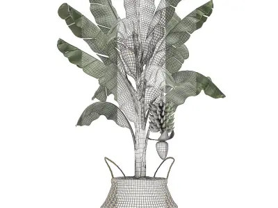 Decorative Banana tree in a basket for the interior 487 3D model