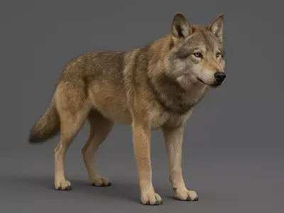 Realistic 3D Wolf  Rigged and Animated High-Detail Model 3D print model