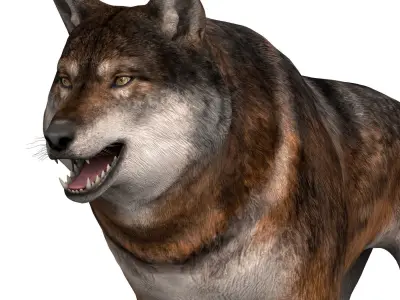 Realistic Wolf 3D model