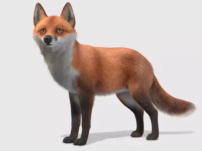 Fox - Male Low-poly 3D model