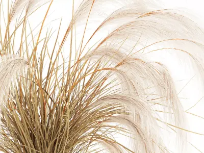 Bouquet dried flowers Cortaderia pampas branches vase decor 3D model