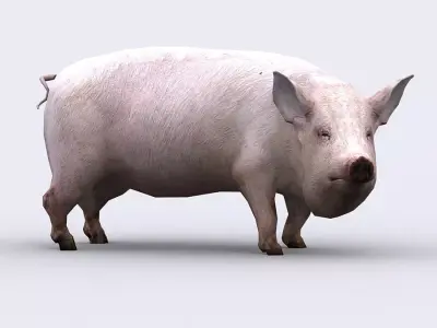 3DRT - Pig Low-poly 3D model