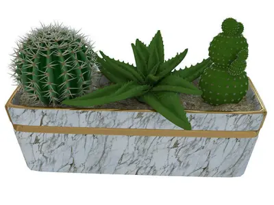  Small pot of cacti Free 3D model