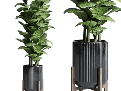 Collection indoor plant ficus lyrata monstera palm concrete dirt 3D model