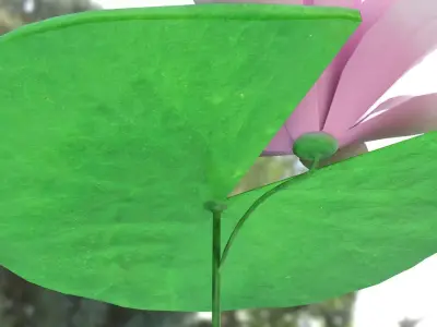 Water Lily Low-poly 3D model