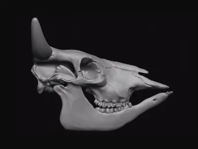 Cattle Skull 3D model