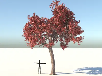 Acer Tree 3D model