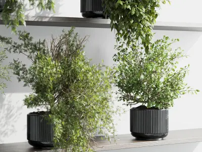 wall plant - set Indoor plant 433 plants on shelf Low-poly 3D model