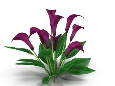 Calla Lily Burgundy 3D model