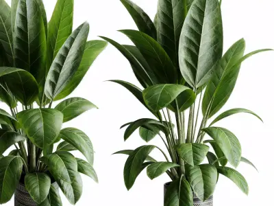  Ficus elastica indoor plant 525 3D model