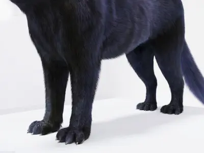 Realistic Fur Panther 02 3D Model NO RIG Low-poly 3D model