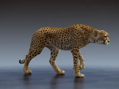 Cheetah Full pack 3D model
