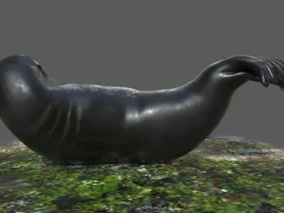 Common Seal Rigged Low-poly 3D model