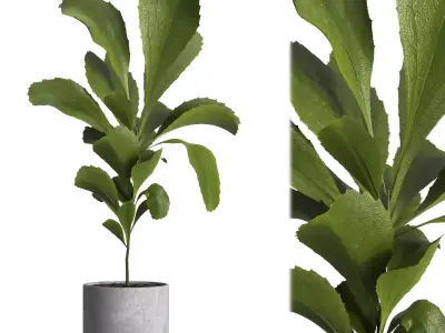 indoor plant 024 3D model