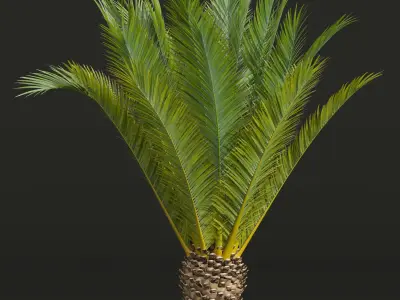 Phoenix Canariensis Decorative Garden Small 3D model