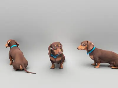 Dachshund dog 26 Low-poly 3D model