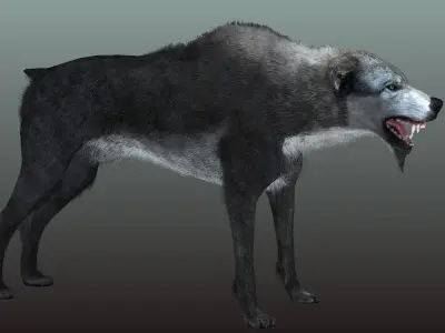 Gray Wolf Low-poly 3D model