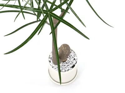 Plant Bottle Tree - Brachychiton Rupestris 3D model