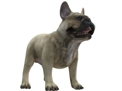French Bulldogl 3D model
