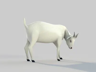 white goat two 3D model