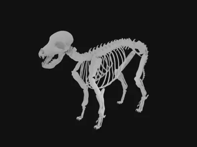 Puppy skeleton 3D model