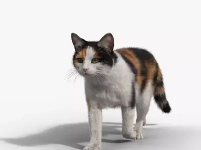 Calico Cat 02 Animated VFX Grace 3D model