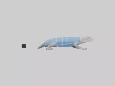 Bluetongue Skink resting model 3D model