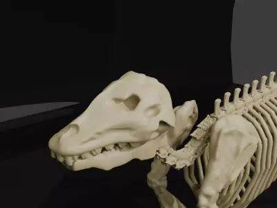 WOLF SKELETON 3D MODEL  Low-poly 3D model