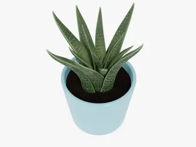 Decorative Succulent Plant in the pot 3D model