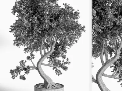 plant bonsai 01 3D model