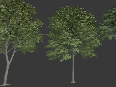 Low Poly Free Tree Pack 1 Free low-poly 3D model