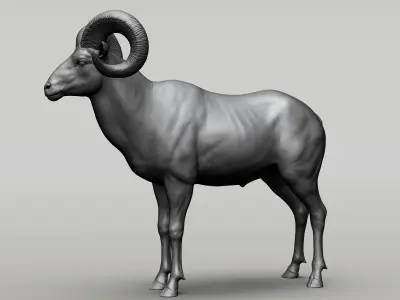 Wild animal collection  10 animals  VOL 2 3D model