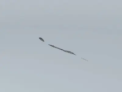 Surfing Skippy the Bush Kangaroo Free 3D model