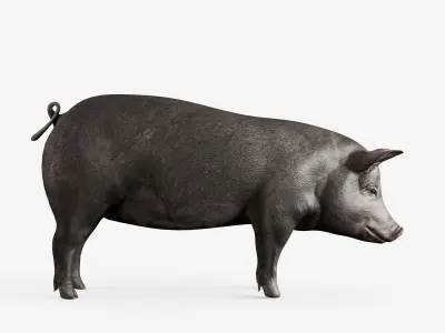 lowpoly pig Low-poly 3D model