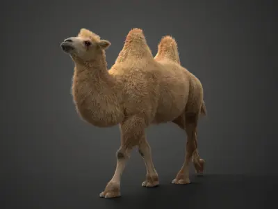 Bactrian Camel Animated VFX Grace  3D model