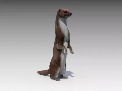Weasel Low-poly 3D model