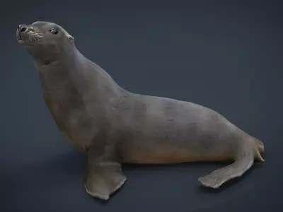 Realitic Seal  Low-poly 3D model