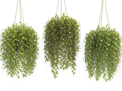 Plants collection 30 3D model