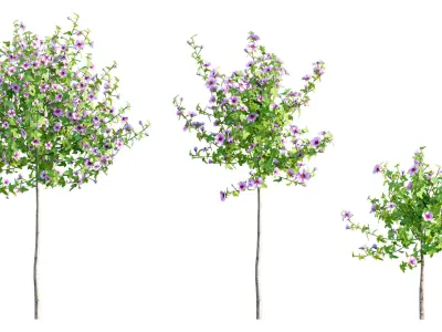 Anisodontea capensis - African Mallow 01 3D model