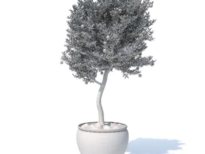 Orange-Tree-N1 3D model